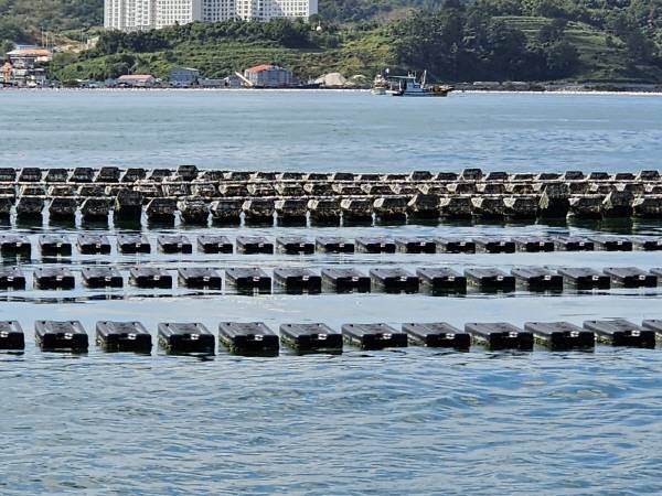 거제시가 해양수산부 공모 사업을 확보해 개체굴생산지원시설을 본격 추진한다. 사진은 거제시 개체굴양식장 모습. / 거제시