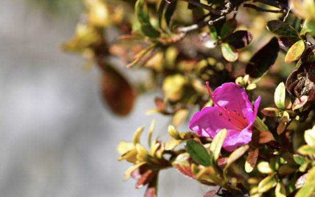 진달래과 식물인 영산홍 모습. (사진=뉴시스)