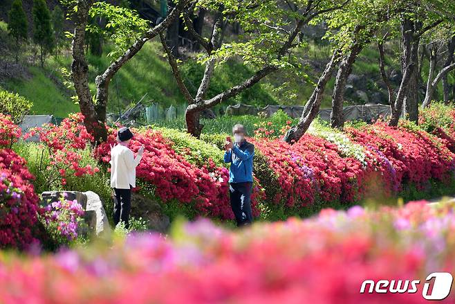 영산홍. 기사 내용과는 무관. (동구 제공) 2023.4.18/뉴스1 ⓒ News1 이승현 기자