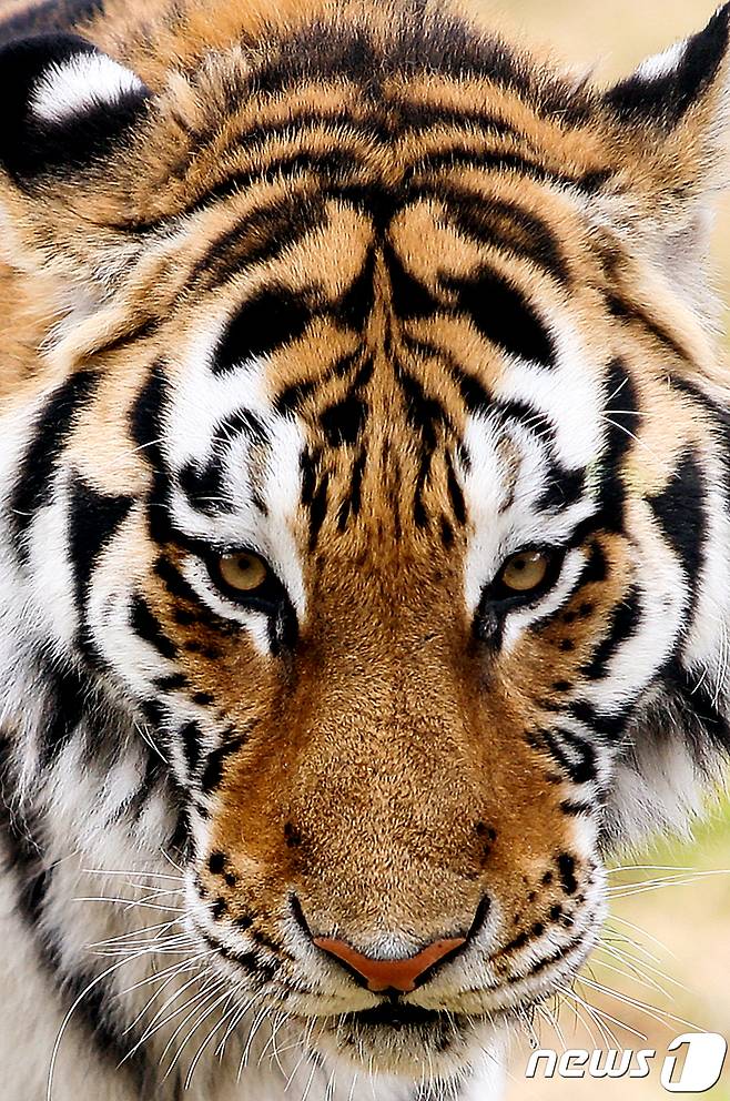 경북 봉화군 춘양면 국립백두대간수목원 호랑이 숲에서 생활하는 백두산 호랑이 한청(암컷)이 8일 스무번째 생일을 맞았다.ⓒ News1 DB