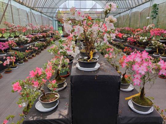 고운식물원이 보는 이들에게 아름다움으로 감탄사를 자아내는 왜철쭉 400여 분을 5월 20일부터 약 1개월간 식물원 내 상설전시장에 전시해 찾는 관람객들에게 선보인다. 고운식물원 제공