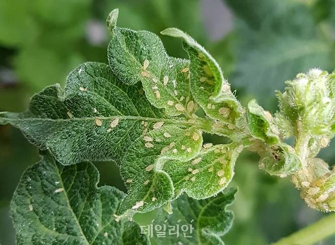 감자밭에 발생한 진딧물. ⓒ농촌진흥청