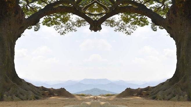 가림성 사랑나무. 부여군 제공