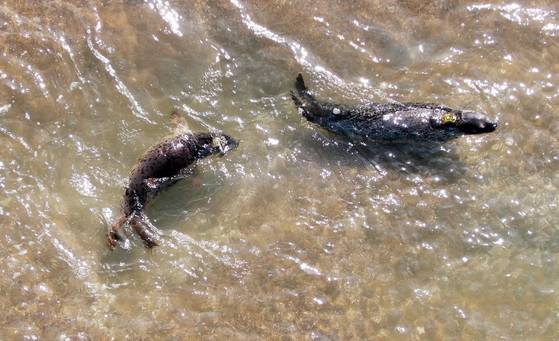 강원도 동해안에서 구조된 뒤 치료와 자연 적응 훈련을 마친 점박이물범 봄이와 양양이가 지난해 10월 16일 충남 서산 가로림만에 방류되고 있다. [사진 충남도]