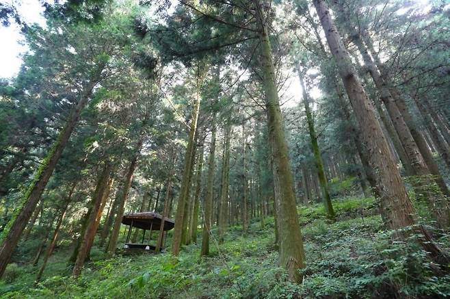 ▲ 전남 화순 무등산편백자연휴양림 [전라남도]