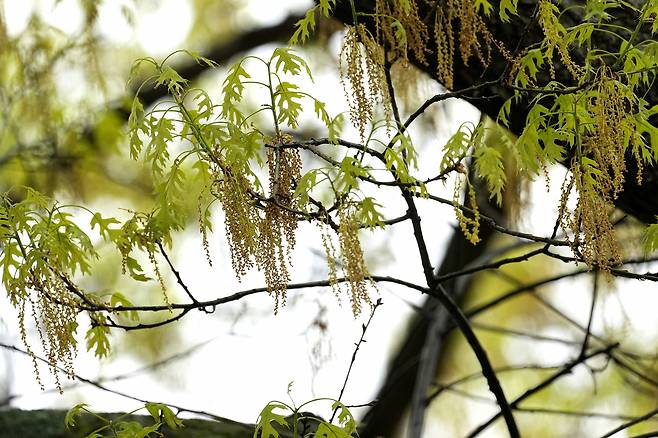 An oak tree with new leaf growth also shows pollen hanging amongst the branches at a park in Richardson, Texas, Thursday, March 21, 2024. [AP/YONHAP]