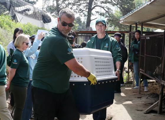 Workers from the Cheongju city government and Humane World for Animals transport dogs rescued from an illegal dog farm in Cheongju, North Chungcheong, on May 8. [YONHAP]