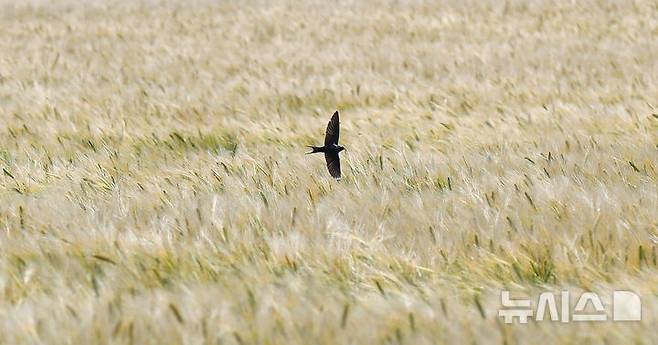 [제주=뉴시스] 우장호 기자 = 맑은 날씨를 보인 8일 오후 제주시 내도동에서 노랗게 물들어가는 보리밭 위로 제비들이 활공하고 있다. 2025.05.08. woo1223@newsis.com