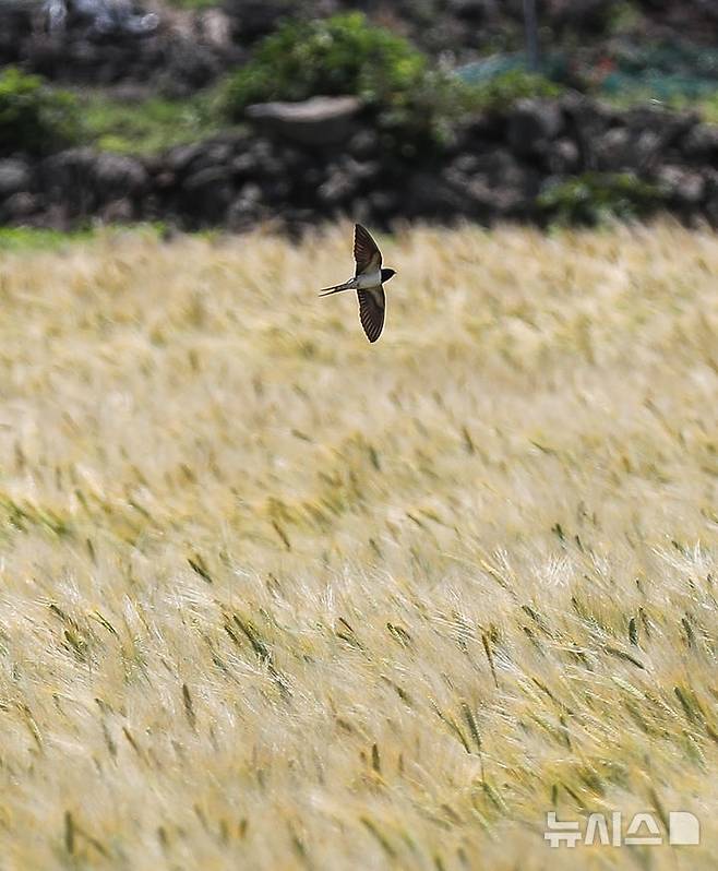 [제주=뉴시스] 우장호 기자 = 맑은 날씨를 보인 8일 오후 제주시 내도동에서 노랗게 물들어가는 보리밭 위로 제비들이 활공하고 있다. 2025.05.08. woo1223@newsis.com