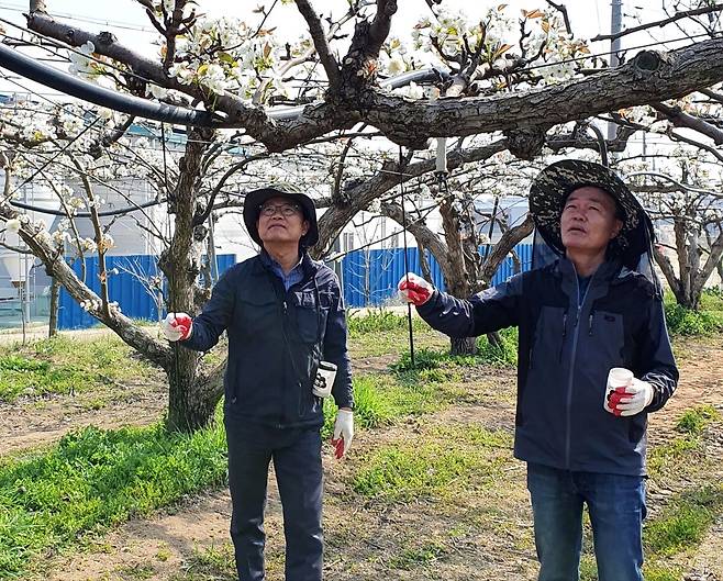 김석필(왼쪽) 천안시장 권한대행이 부시장이던 지난달 배 과수농가들의 일손을 돕기 위해 화접봉사활동을 펼쳤다.