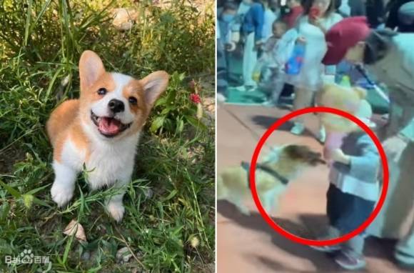 중국 최초의 코기 경찰견 ‘푸자이’가 순찰 중 아이의 소시지를 빼앗아 먹는 모습(오른쪽). 중국 산둥성(省) 웨이팡 공안국 제공