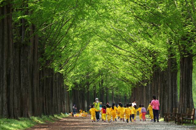 전남도가 5월 추천관광지로 선정한 담양 메타세쿼이아가로수길. 사진 제공=전라남도