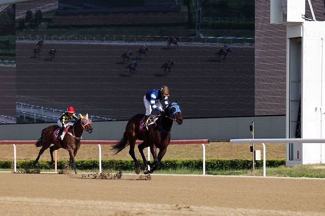 4일 렛츠런파크 부산경남에서 열린 ‘제26회 코리안오크스 대상경주’서 판타스틱밸류의 결승선 통과 모습.  오늘도스마일과 치열한 접전을 펼친 끝에 5마신차 역전승을 했다          사진제공 ｜한국마사회