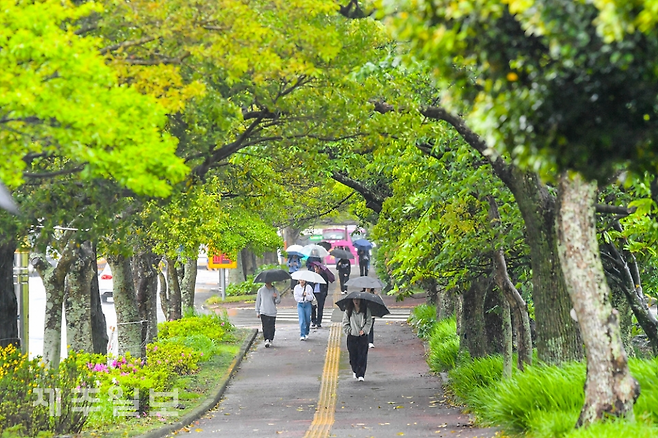 제주대학교 캠퍼스에서 알록달록한 우산을 쓴 학생들이 교정을 걷고 있다. 고봉수 기자