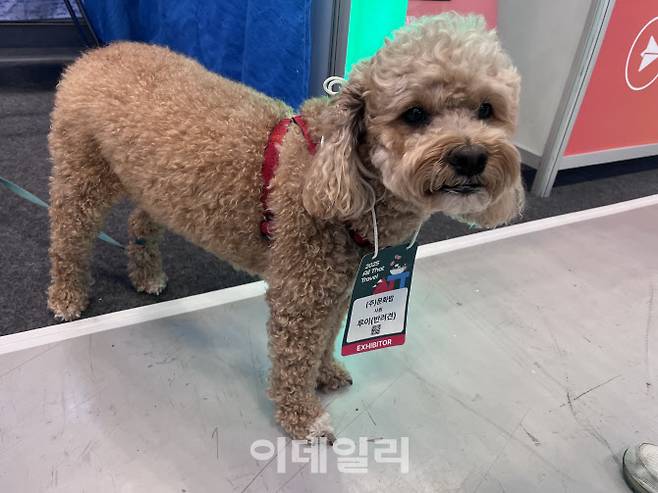 문화밥 부스에서 기업 홍보에 전념하고 있는 푸들 ‘루이’ (사진=이민하 기자)