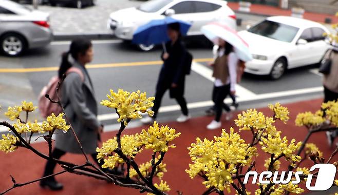 (대전충남=뉴스1) 최형욱 기자 = 9일 대전·충남은 늦은 새벽부터 충남권 대부분의 지역에 비가 내리기 시작해 아침에 전역으로 확대될 것으로 예보됐다. 충남 공주시 공주대에서 활짝 핀 산수유꽃에 물방울이 맺혀있다. /뉴스1 ⓒ News1 장수영 기자