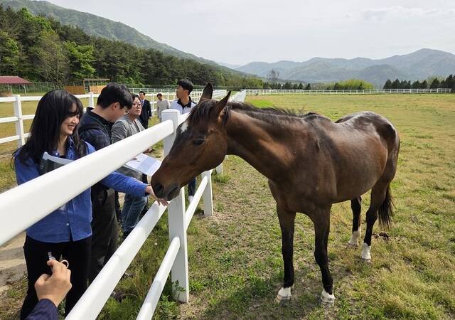 유니콘이 취재진이 내민 먹이를 받아 먹고 있다. 유니콘은 장수목장 말 요양소에서 몸과 마음의 건강을 회복한 듯 보였다. /장수=공동취재단