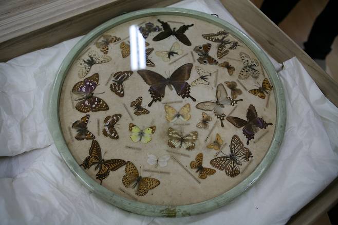 석주명이 수집한 나비 표본.  일제 후반 전국을 돌아다니며 75만점의 표본을 수집했으나, 남아있는 것은 거의 없다.