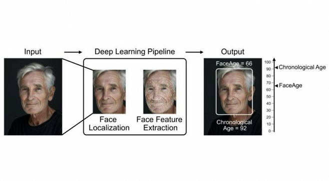 노안의 정도를 분석하는 알고리즘 '페이스에이지'가 인공지능(AI)으로 생성된 가상인물의 생물학적 나이와 외견상 나이를 분석한 이미지. CREDIT / Mass General Brigham