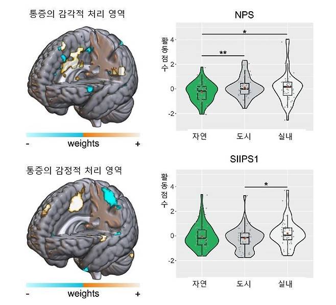 통증을 처리하는 감각에 관여하는 뇌 부위(위). 자연 영상을 볼 때 이 부위의 뇌 활동이 약해졌다. 감정적 처리 영역(아래)은 별다른 변화가 없었다. 네이처 커뮤니케이션스