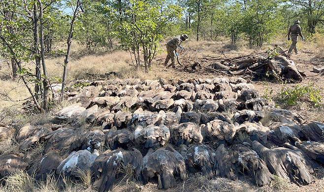 최근 남아프리카공화국 크루거(Kruger) 국립공원에서 밀렵꾼이 독살한 코끼리 사체를 먹은 독수리 123마리가 집단 폐사했다. 사진 the Endangered Wildlife Trust(EWT)