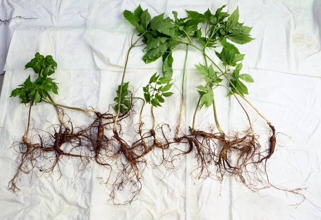 ▲ 라현우씨가 캔 산삼.