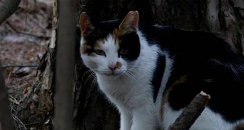 길고양이, 기사내용과 관계없음. 부산시 제공