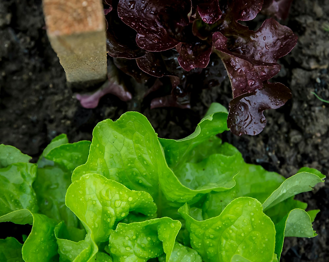 청상추와 적상추