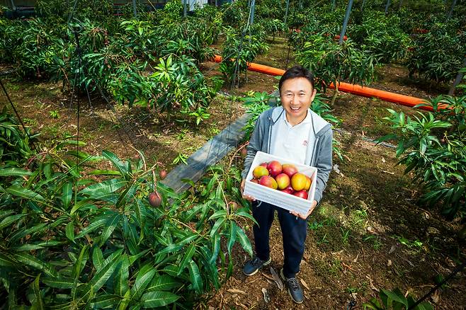박찬수 대표는 "맛있는 망고는 반질반질하면서 빨갛게 잘 익은 색이 나와야 한다"고 했다. /이건송 영상미디어 기자