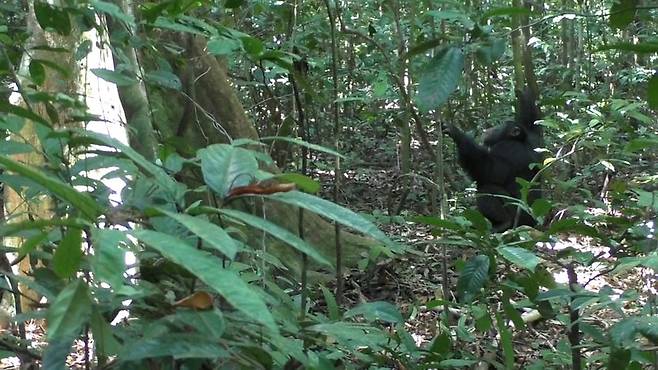 드럼을 치듯 나무를 두드리는 침팬지./커런트 바이올로지