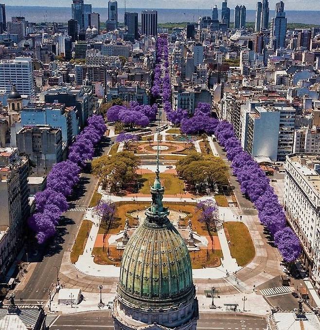 1000012964.jpg 한국에선 생소한 보라색 가로수꽃