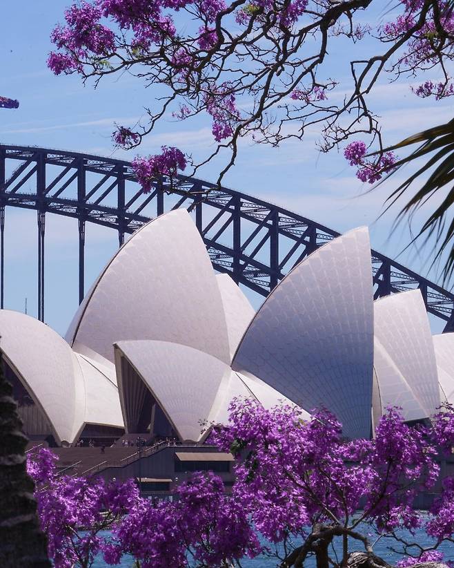 1000012965.jpg 한국에선 생소한 보라색 가로수꽃