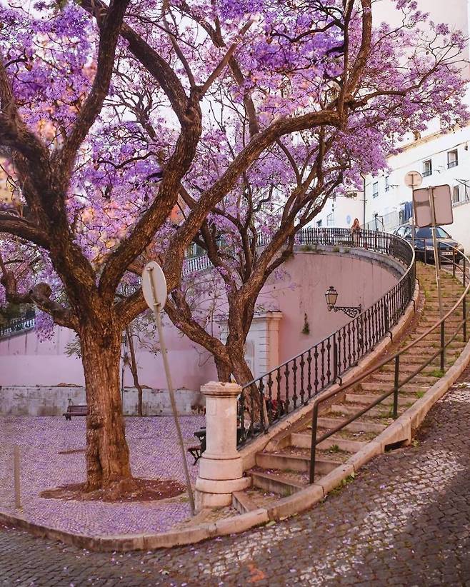 1000012969.jpg 한국에선 생소한 보라색 가로수꽃