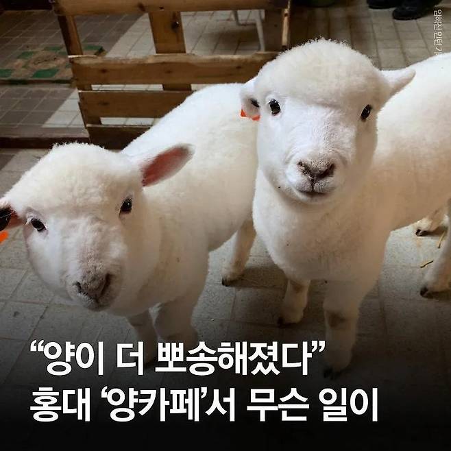 분양받은 양이 점점 뽀송해진다는 홍대 양카페