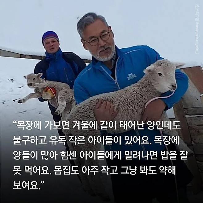 분양받은 양이 점점 뽀송해진다는 홍대 양카페