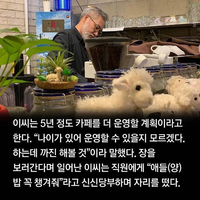 분양받은 양이 점점 뽀송해진다는 홍대 양카페