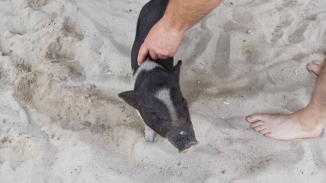 코 사무이 인근 돼지들이 살고 있는 돼지섬(코맛숨)의 돼지.