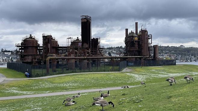 낯선 도시에 마음을 열게 해준, 시애틀 가스공장 공원. 이른 봄 이 공원은 철새 캐나다기러기들의 집이자 놀이터다. 사진 배정한