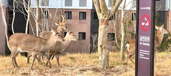 전남 순천의 한 아파트단지에 출몰한 사슴떼. 뉴스1