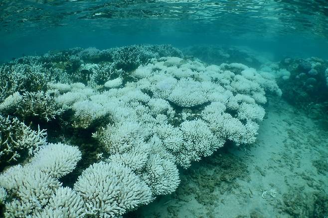 백화 현상이 나타난 산호초 모습.[ICRI 제공]