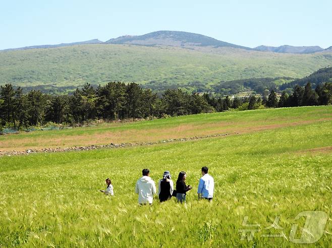 4일 오후 넷플릭스 인기 시리즈 '폭싹 속았수다' 촬영지인 제주시 오라2동 청보리밭에서 상춘객들이 봄 기운을 만끽하고 있다. 2025.5.4/뉴스1 ⓒ News1 오미란 기자