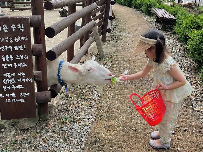 드림뜰 힐링팜을 찾은 김재이 어린이가 산양에게 먹이를 주고 있다. /독자 제공
