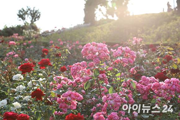 함창명주테마파크 장미동산. [사진=경북문화관광공사]