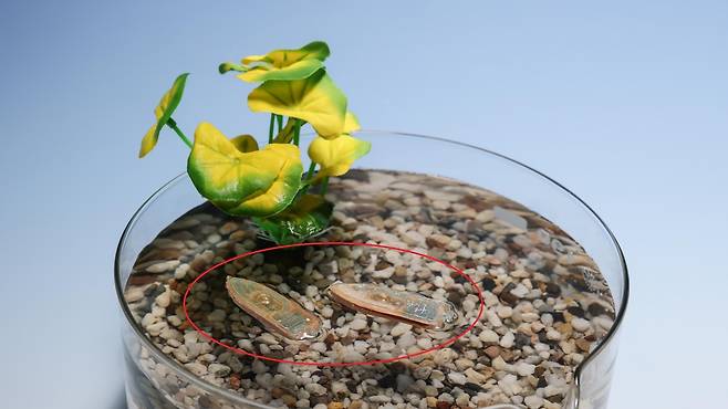 길이 5㎝의 수질 오염 감시용 로봇(빨간색 원 내부)이 물 위에 떠 있다. EPFL 제공