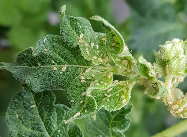 감자잎에 붙은 진딧물. 농촌진흐청