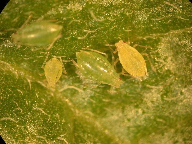 진딧물 모습. 농촌진흥청