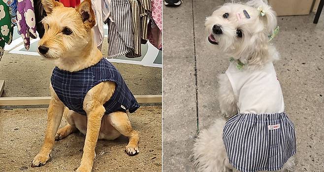 10일 서울 성동구 성수동 이큐엘(EQL)에서 열린 '더현대 펫페어' BYC 부스를 찾은 반려견들이 신상품 개리야스를 착용하고 있다. 박윤희 기자