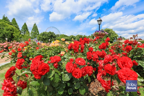 &nbsp;'에버랜드 로로티' 장미축제 16일 개막 최근 로즈가든 풍경.&nbsp;ⓒ삼성물산