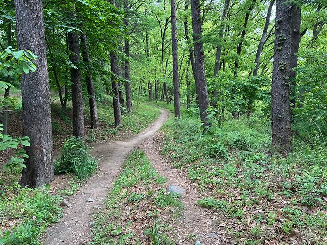 우암산 7부 능선에서 만난 오솔길입니다