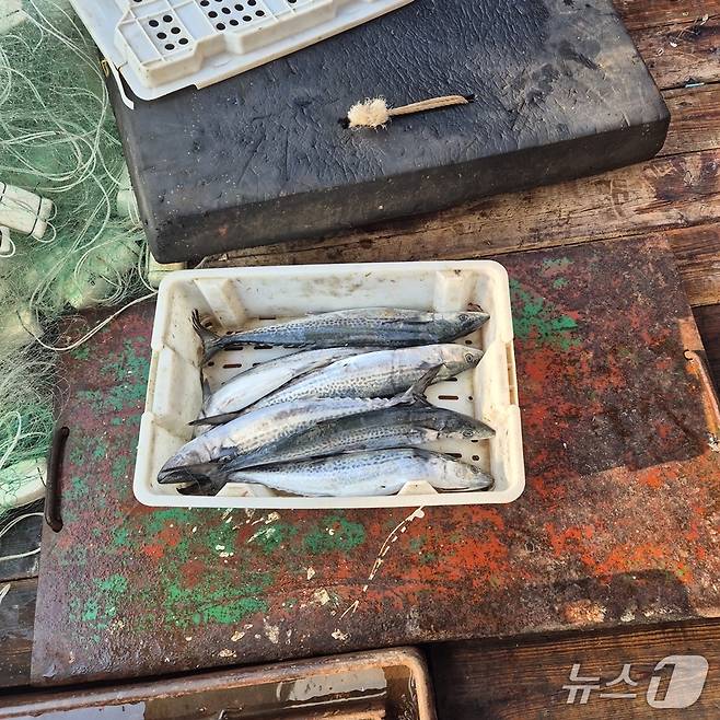 중국 어선에서 불법 포획한 삼치.(군산해경 제공. 재판매 및 DB금지)